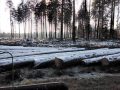 arbres-givres-scaled