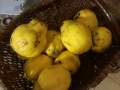 coings