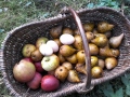 pommes-poires-oeufs