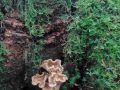 P_20201127_124839-rotated