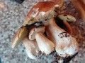 cepes