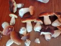 cepes2