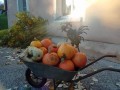 courges